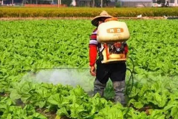 蔬菜受伤根系如何补救，找到原因再对症补救