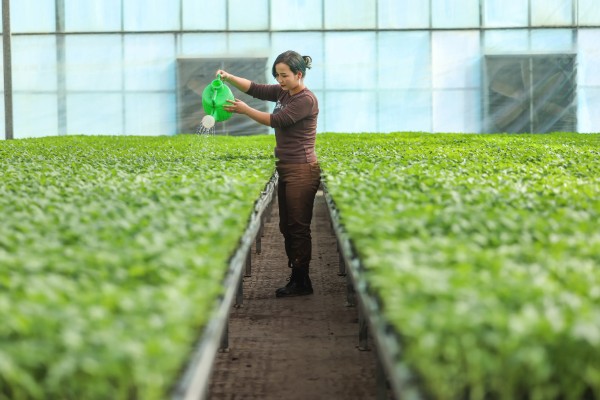 蔬菜受伤根系如何补救，找到原因再对症补救