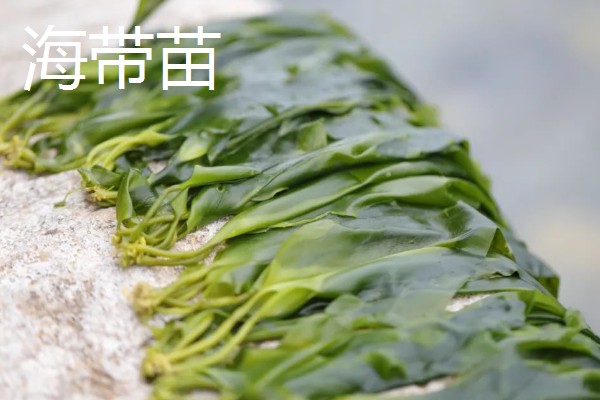 海带苗和裙带菜的区别，外形、分布、口感等方面都不同