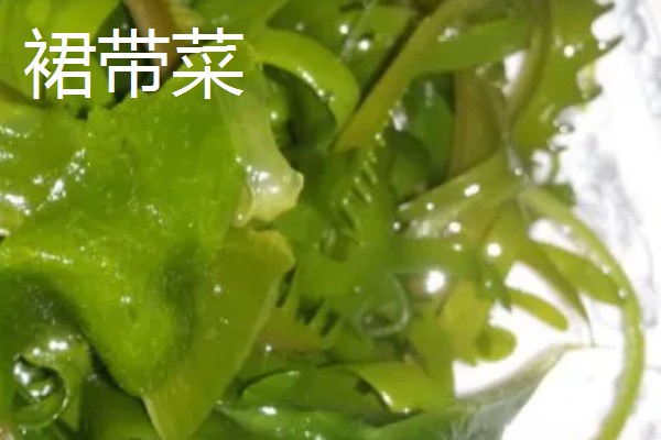 海带苗和裙带菜的区别，外形、分布、口感等方面都不同