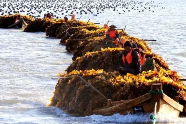 海带苗和裙带菜的区别，外形、分布、口感等方面都不同