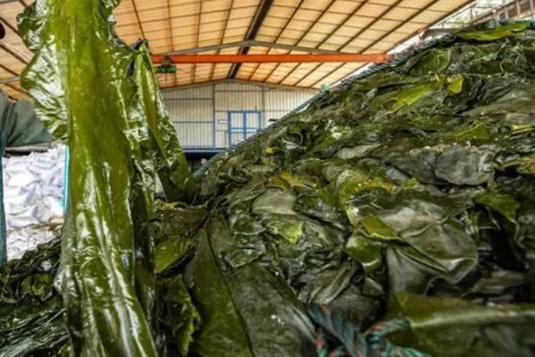 海带苗和裙带菜的区别，外形、分布、口感等方面都不同