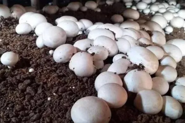 双孢菇的上市时间,通常在秋季上市