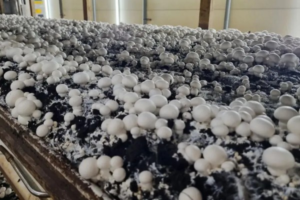 双孢菇的上市时间,通常在秋季上市