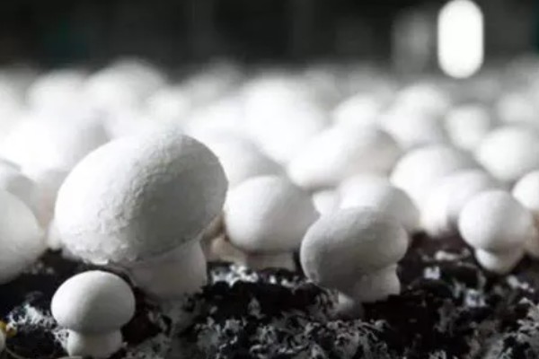 双孢菇的上市时间,通常在秋季上市