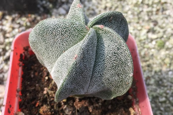 鸾凤玉烂根如何解决，剪除烂根后消毒重栽