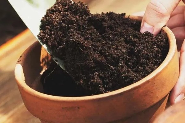 鸾凤玉烂根如何解决，剪除烂根后消毒重栽
