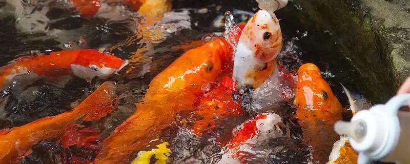锦鲤冬天怎么过冬，要定期对鱼池进行消毒