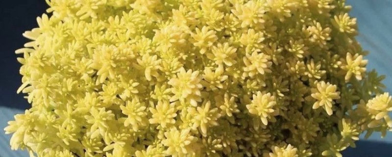 怎么修剪黄金万年草，生长期要进行打顶修剪