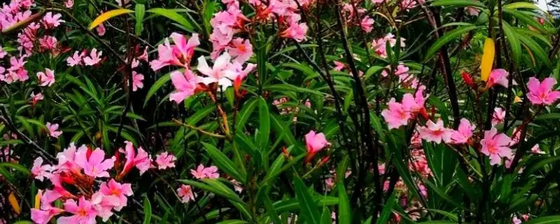 夹竹桃花有没有毒，夹竹桃有毒
