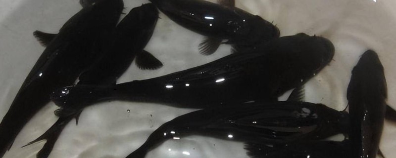 锦鲤有没有黑色的，黑色锦鲤被称为乌鲤