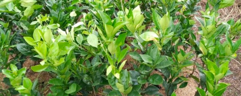 橙子幼树的管理技术，每株要施入充足的肥料
