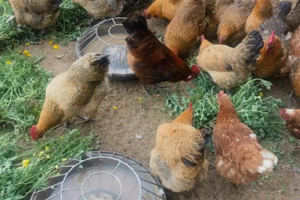 零下20℃鸡会被冻死吗,长时间遭遇低温会死亡