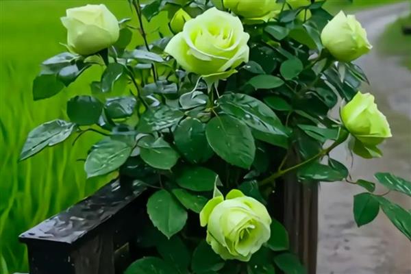 绿玫瑰有什么花语，代表爱情憧憬、纯真简朴等意思