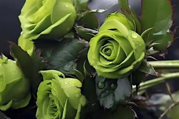绿玫瑰有什么花语，代表爱情憧憬、纯真简朴等意思