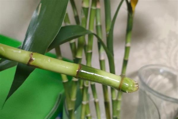 冬天怎样养富贵竹，要将其放置在室内光线明亮处养护