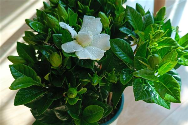 栀子花浇哪种醋，白醋兑水适合浇灌