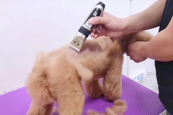 狗狗剃毛的优点和缺点,方便散热和护理但容易损伤毛囊