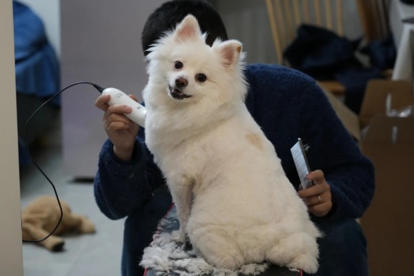 狗狗剃毛的优点和缺点,方便散热和护理但容易损伤毛囊