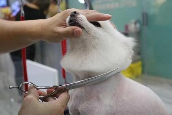 狗狗剃毛的优点和缺点,方便散热和护理但容易损伤毛囊