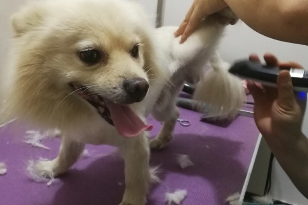狗狗剃毛的优点和缺点,方便散热和护理但容易损伤毛囊