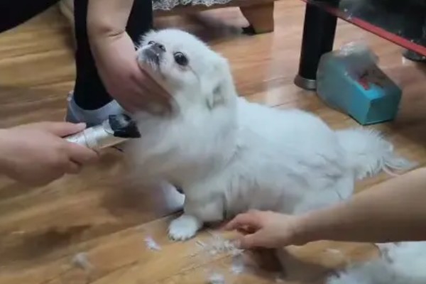 狗狗剃毛的优点和缺点,方便散热和护理但容易损伤毛囊