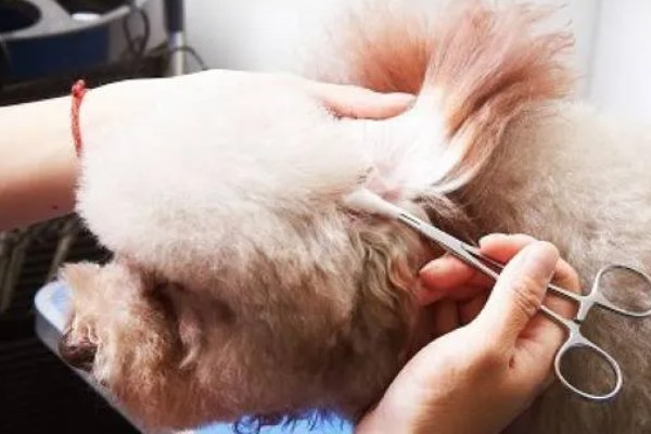 狗狗剃毛的优点和缺点,方便散热和护理但容易损伤毛囊
