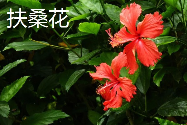 四季花开都有哪些花卉，有扶桑花、长春花等