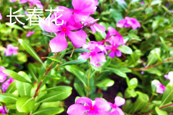 四季花开都有哪些花卉，有扶桑花、长春花等