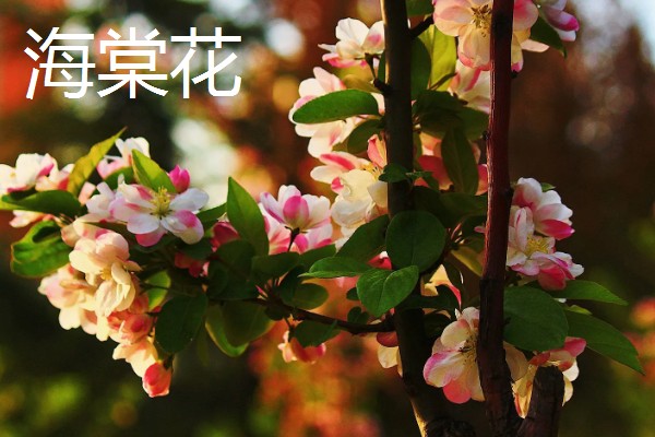 四季花开都有哪些花卉，有扶桑花、长春花等