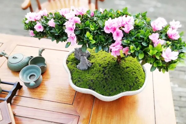 四季花开都有哪些花卉，有扶桑花、长春花等