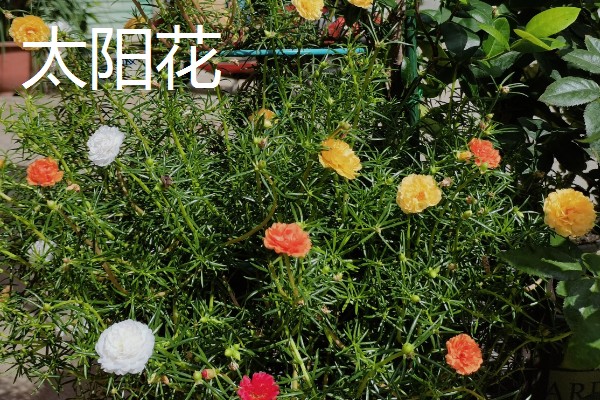四季花开都有哪些花卉，有扶桑花、长春花等