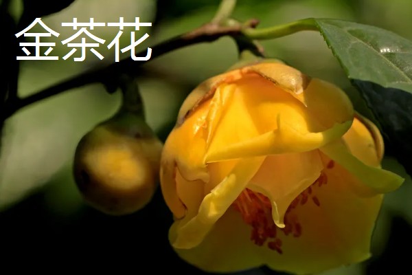 秋天有哪些植物会开花,常见金茶花、木芙蓉等品种