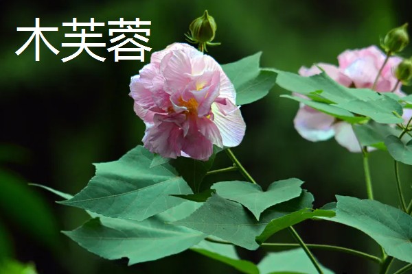 秋天有哪些植物会开花,常见金茶花、木芙蓉等品种