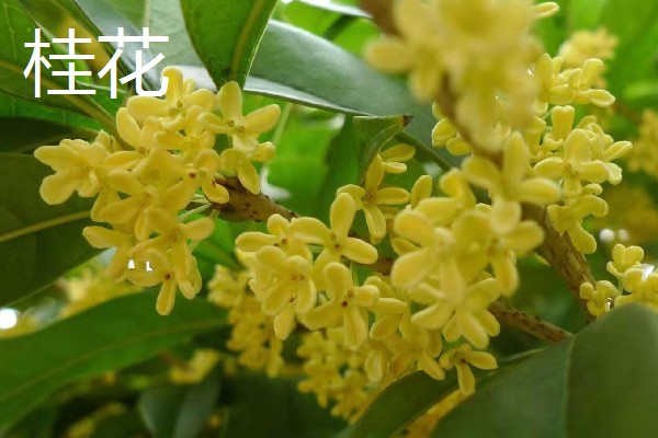秋天有哪些植物会开花,常见金茶花、木芙蓉等品种