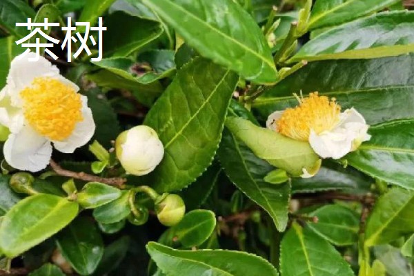 秋天有哪些植物会开花,常见金茶花、木芙蓉等品种
