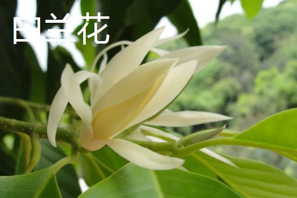 秋天有哪些植物会开花,常见金茶花、木芙蓉等品种