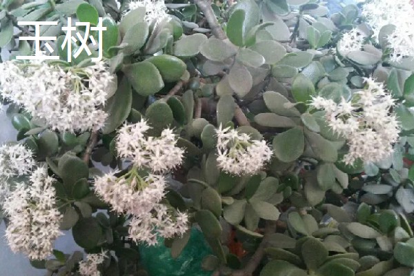 秋天有哪些植物会开花,常见金茶花、木芙蓉等品种