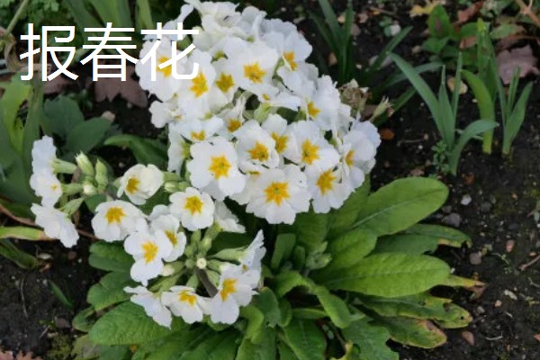 秋天有哪些植物会开花,常见金茶花、木芙蓉等品种