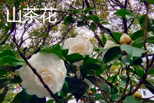秋天有哪些植物会开花,常见金茶花、木芙蓉等品种