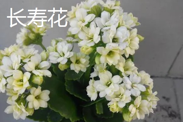 秋天有哪些植物会开花,常见金茶花、木芙蓉等品种