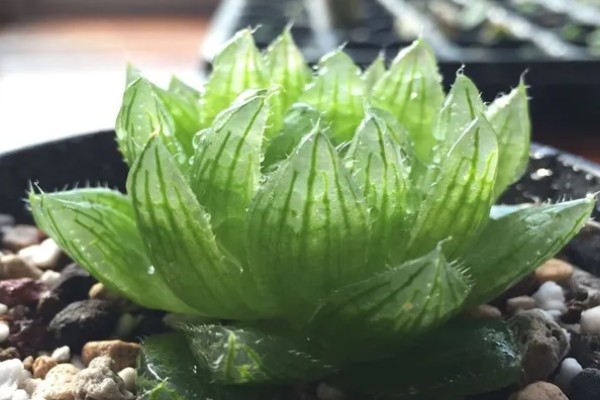 樱水晶长侧芽如何处理，可以切断也可以换盆