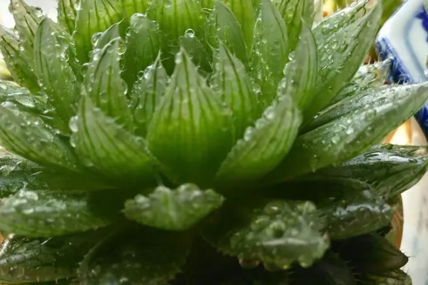樱水晶长侧芽如何处理，可以切断也可以换盆