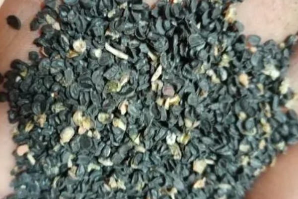 小葱怎么播种才能快速出苗,播种后覆盖细土并喷水保湿