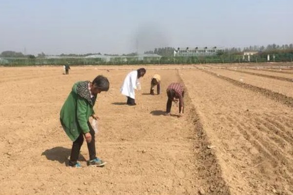 小葱怎么播种才能快速出苗,播种后覆盖细土并喷水保湿