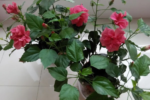 家里养扶桑花有什么忌讳，对风水有讲究的人不适合种