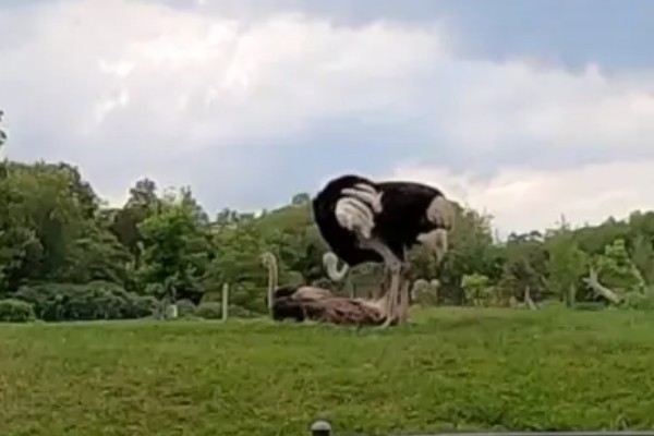 鸵鸟的特点，长颈长腿、体大头小