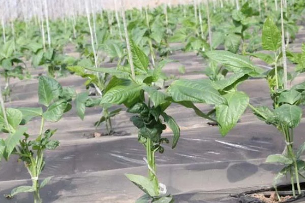 豆角的种植间距，适宜行距通常为70-80cm