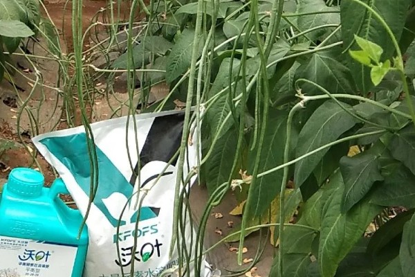豆角的种植间距，适宜行距通常为70-80cm