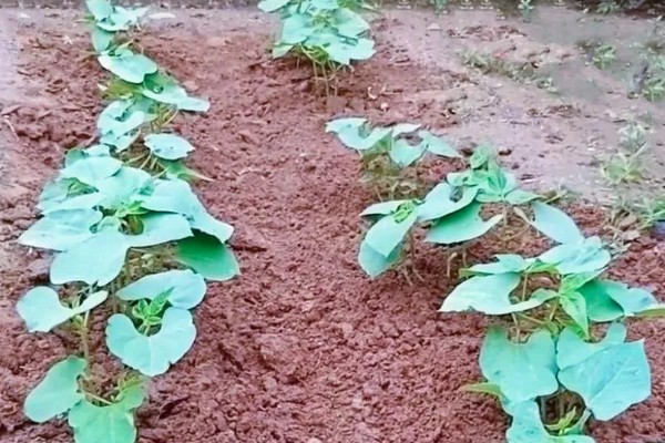 豆角的种植间距，适宜行距通常为70-80cm